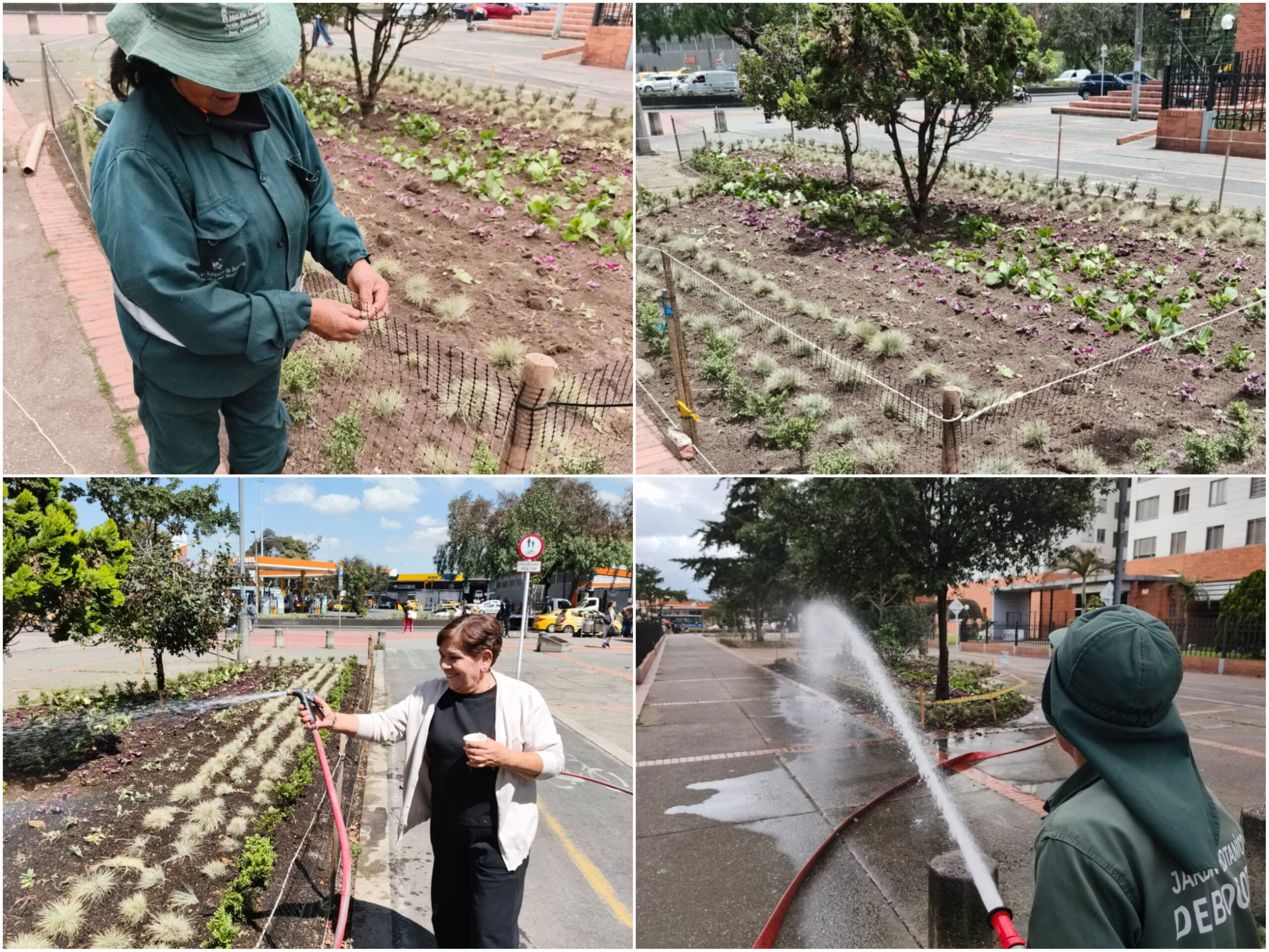 Historias del verde urbano: Los Zapaticos: la jardinera de Salitre Occidental que volvió a la vida Historias del verde urbano: Los Zapaticos: la jardinera de Salitre Occidental que volvió a la vida