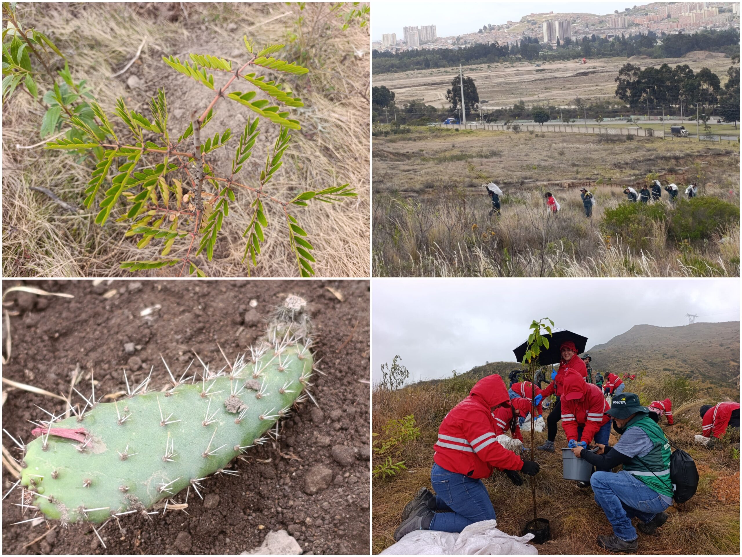 Historias del verde urbano: ¡Novedoso proyecto de restauración ecológica en las montañas de Ciudad Bolívar prendió motores! Historias del verde urbano: ¡Novedoso proyecto de restauración ecológica en las montañas de Ciudad Bolívar prendió motores!