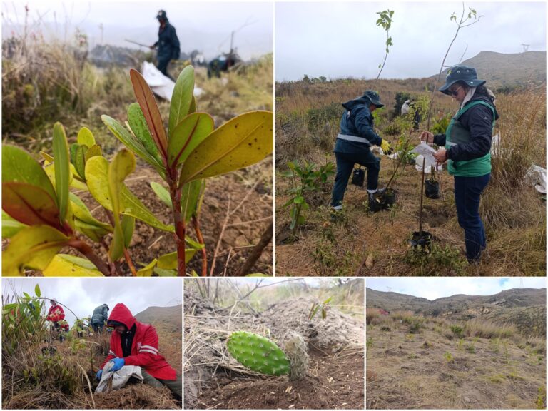 Historias del verde urbano: ¡Novedoso proyecto de restauración ecológica en las montañas de Ciudad Bolívar prendió motores!