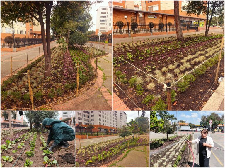 Historias del verde urbano: Los Zapaticos: la jardinera de Salitre Occidental que volvió a la vida