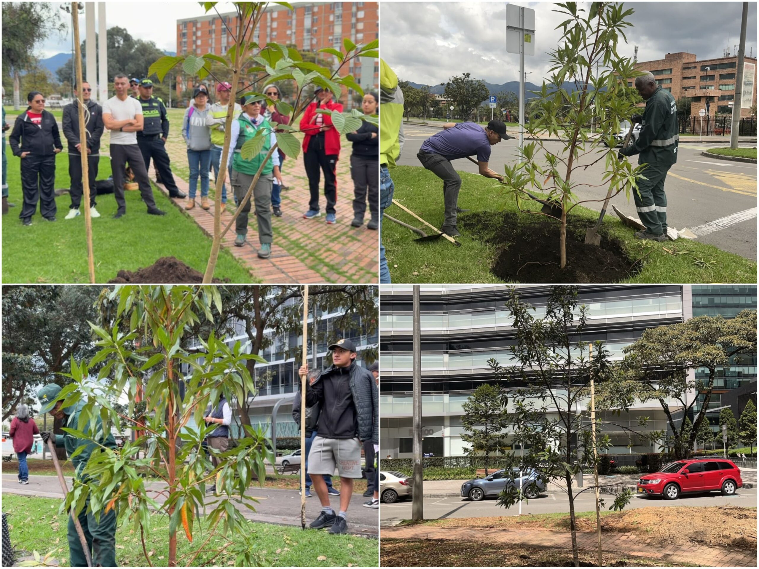 Historias del verde urbano: Bogotá recibió cerca de 500 “regalos verdes” durante la celebración del Día Mundial del Árbol Historias del verde urbano: Bogotá recibió cerca de 500 “regalos verdes” durante la celebración del Día Mundial del Árbol