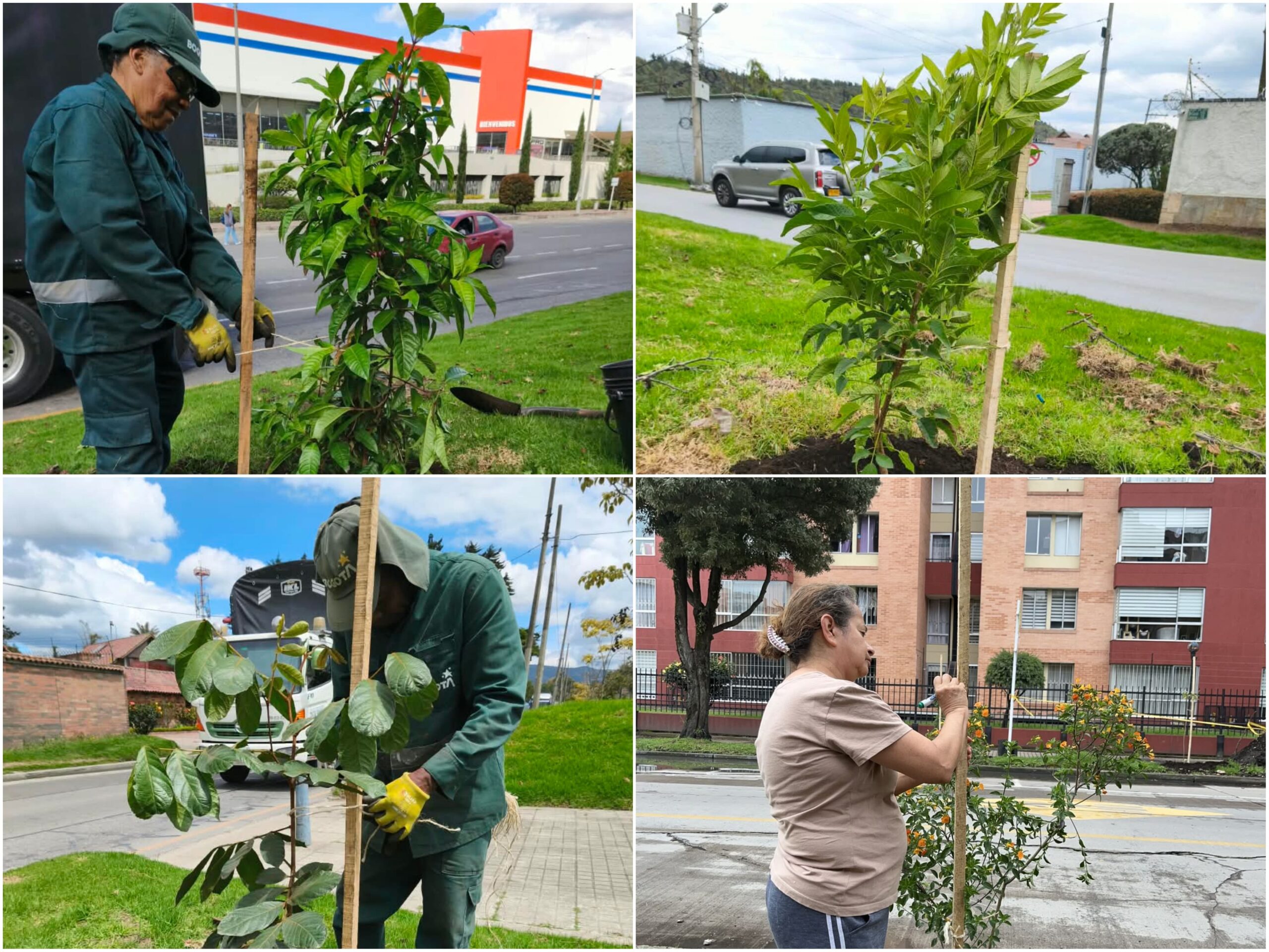 Historias del verde urbano: ¡Nueve localidades de Bogotá aumentaron su vestido arbóreo”