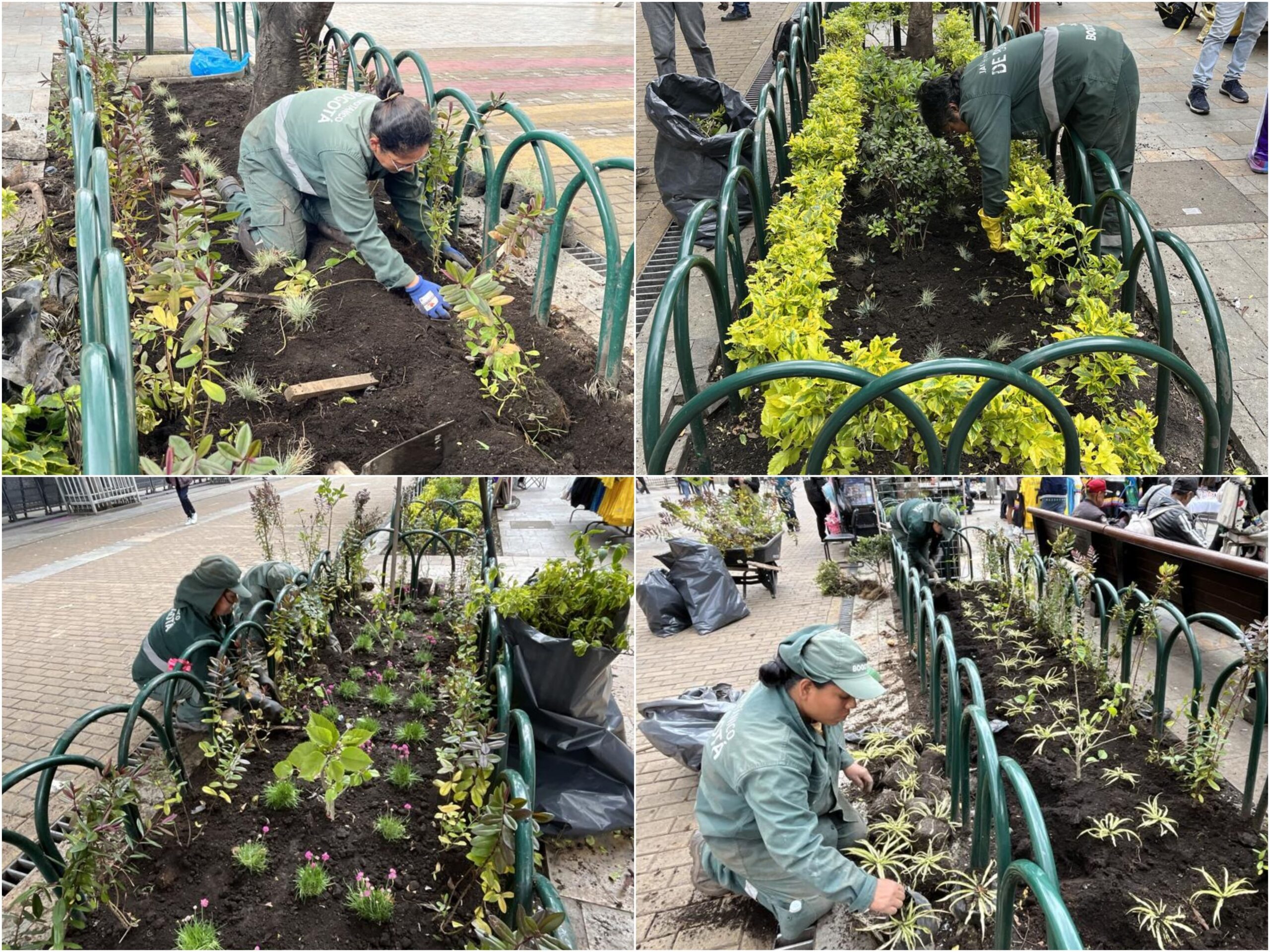 Historias del verde urbano: Las jardineras de la carrera Séptima peatonalizada reviven con nuevas plantas y cerramientos Historias del verde urbano: Las jardineras de la carrera Séptima peatonalizada reviven con nuevas plantas y cerramientos