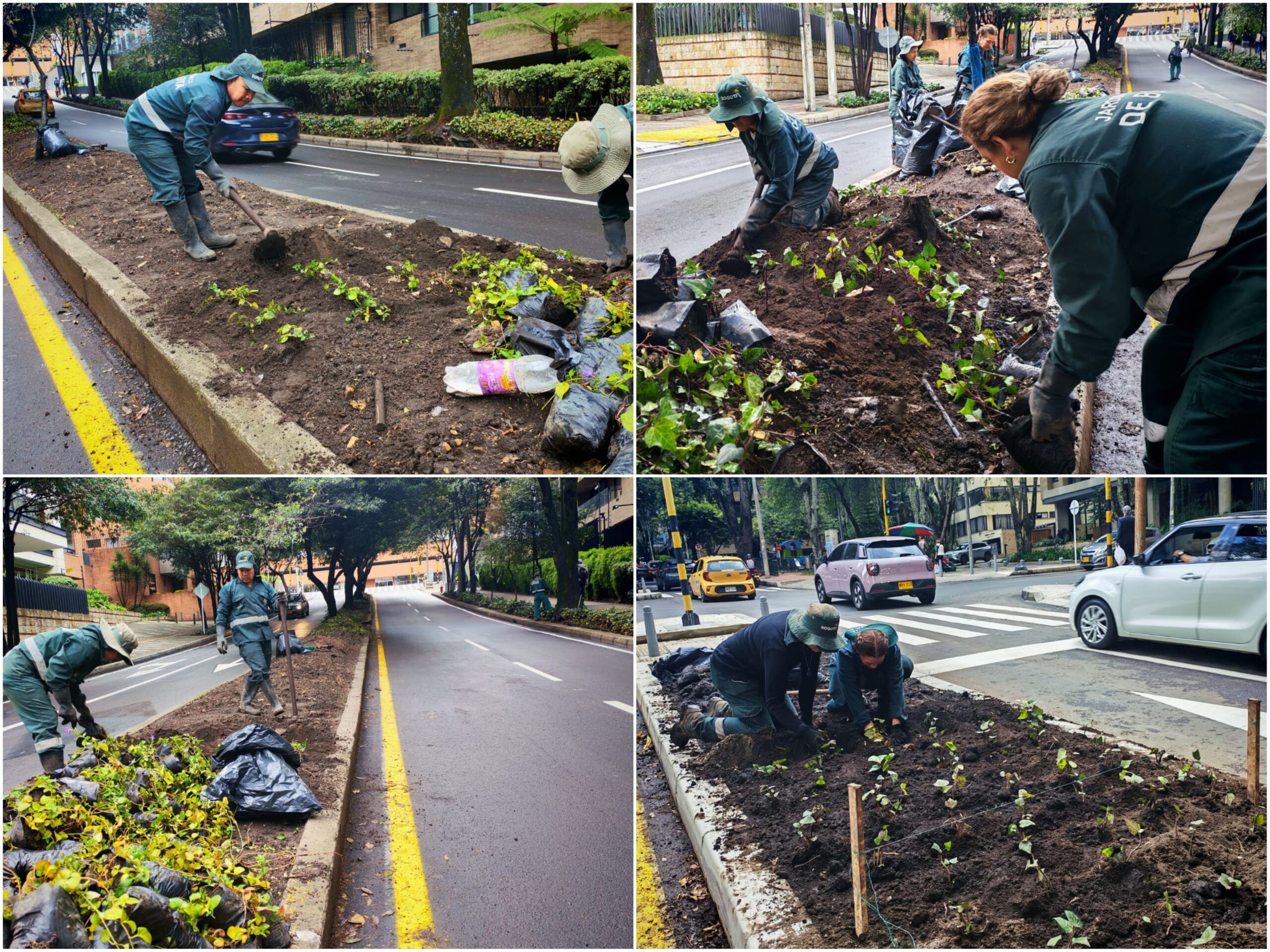 Historias del verde urbano: ¡Un nuevo verde embelleció el separador de la calle 85! Historias del verde urbano: ¡Un nuevo verde embelleció el separador de la calle 85!