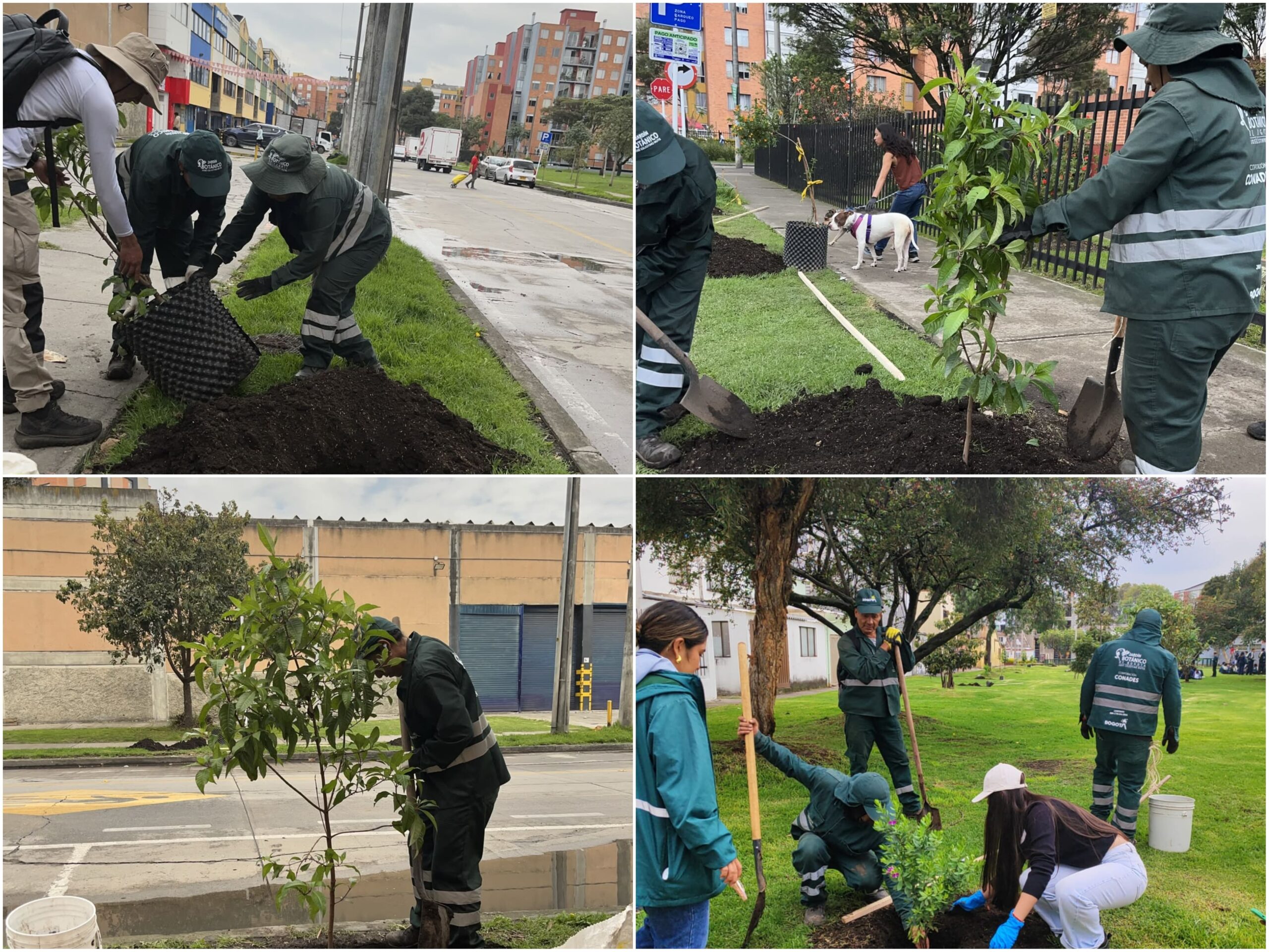 Historias del verde urbano: ¡Nueve localidades de Bogotá aumentaron su vestido arbóreo”