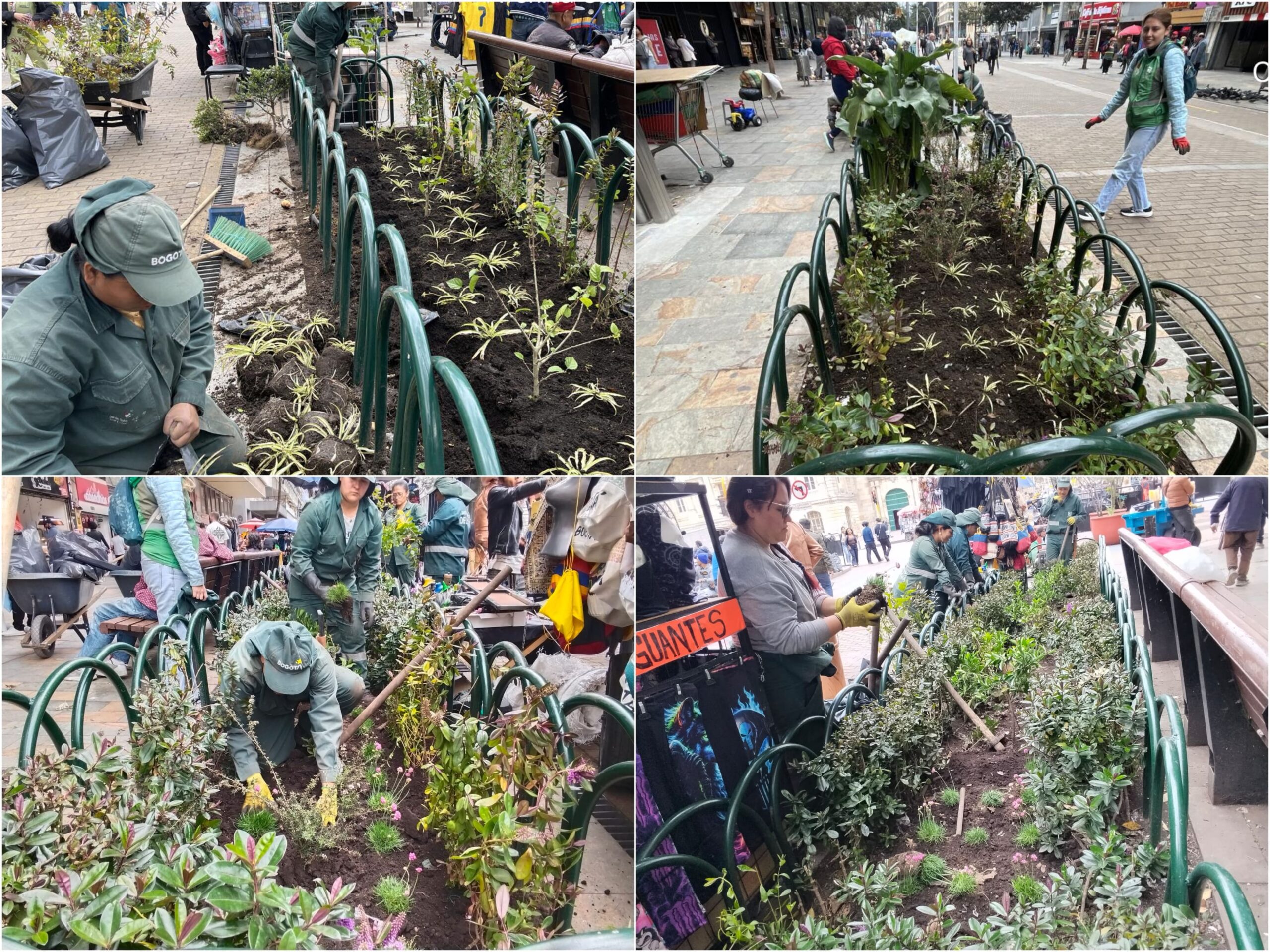 Historias del verde urbano: Las jardineras de la carrera Séptima peatonalizada reviven con nuevas plantas y cerramientos Historias del verde urbano: Las jardineras de la carrera Séptima peatonalizada reviven con nuevas plantas y cerramientos