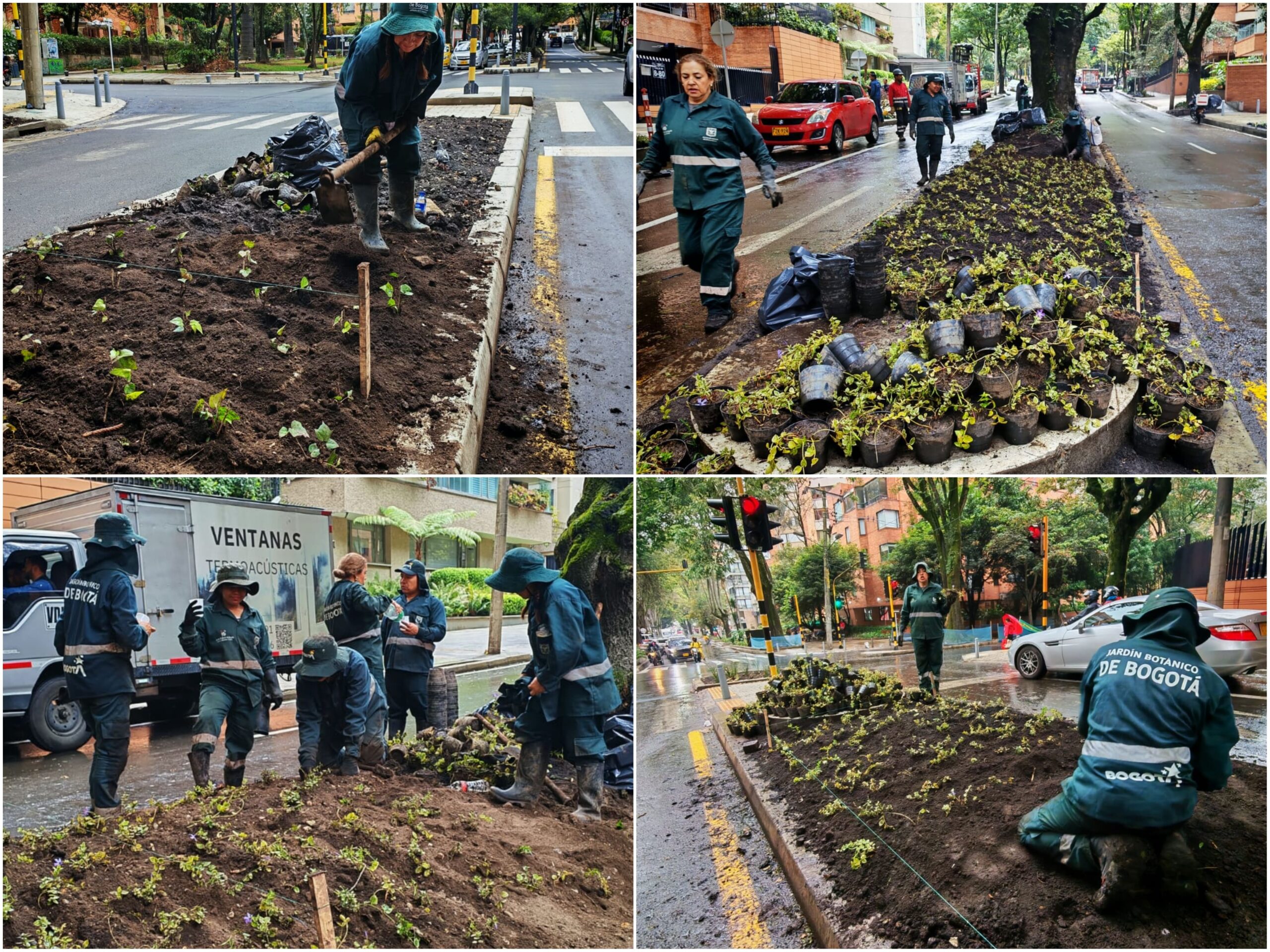 Historias del verde urbano: ¡Un nuevo verde embelleció el separador de la calle 85! Historias del verde urbano: ¡Un nuevo verde embelleció el separador de la calle 85!