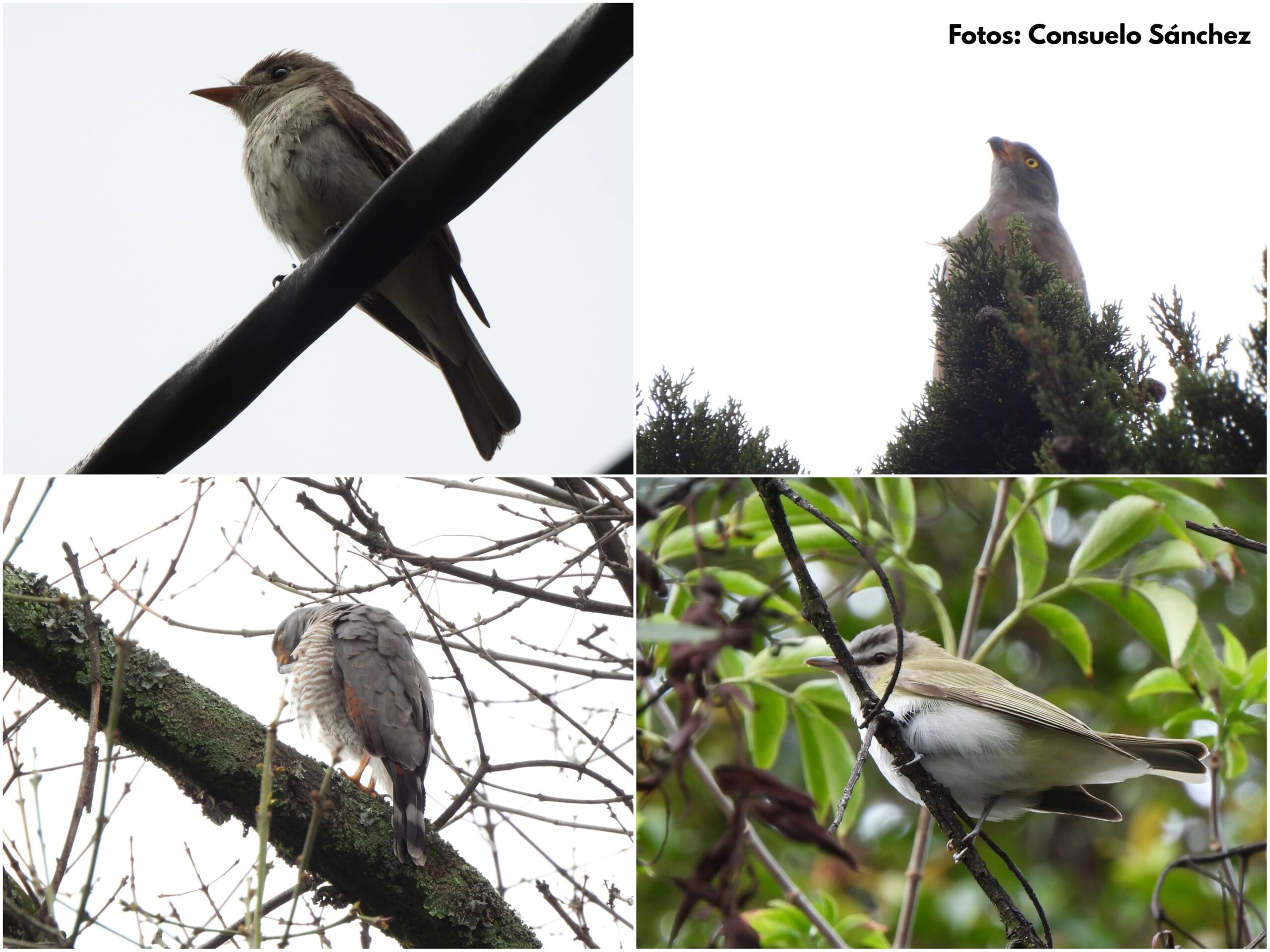 Historias del verde urbano: ¡Pajareadas en seis bosques urbanos de Bogotá durante el October Big Day! Historias del verde urbano: ¡Pajareadas en seis bosques urbanos de Bogotá durante el October Big Day!