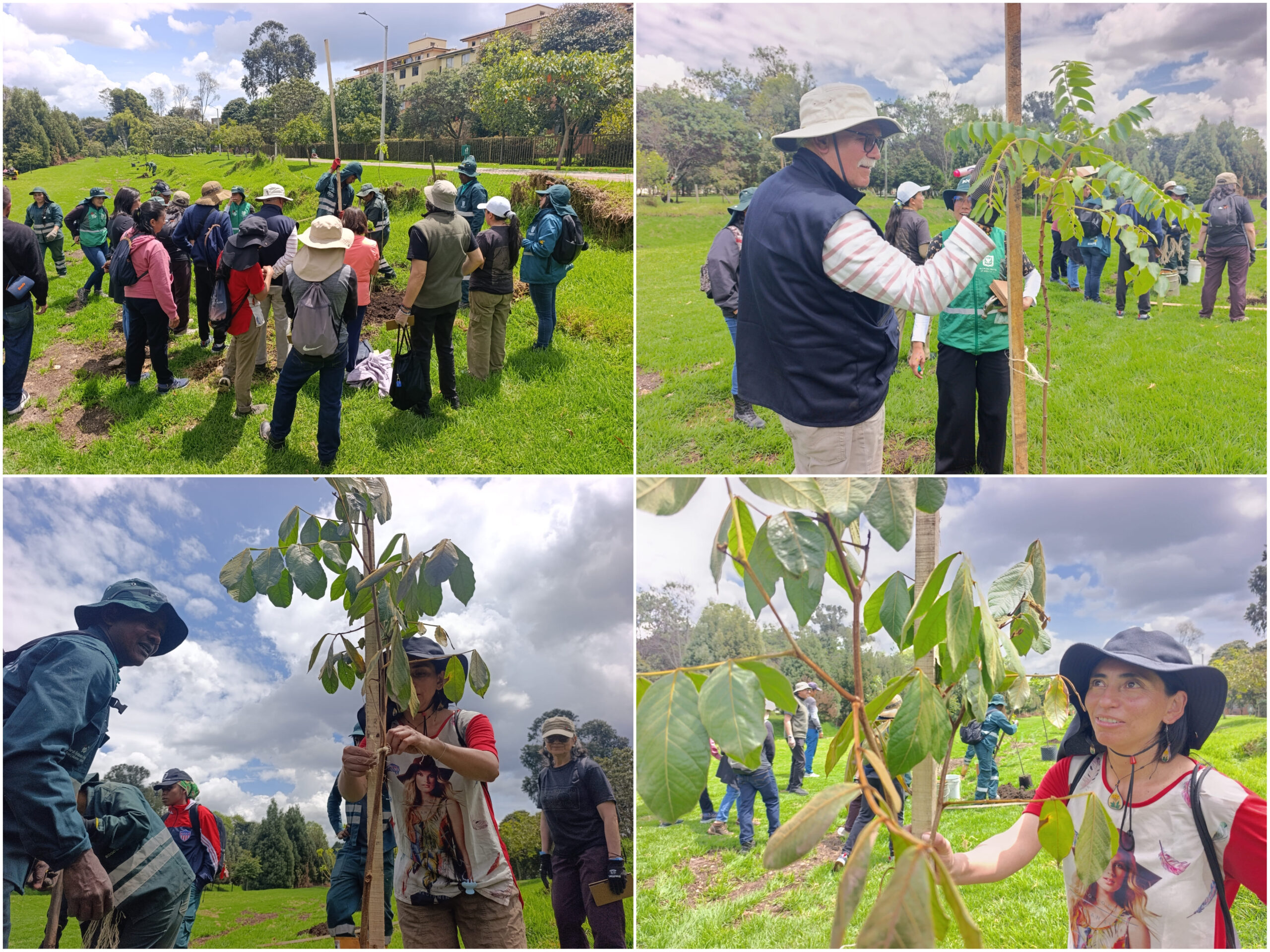 Historias del verde urbano: Canal Boyacá fortaleció su gran tesoro verde: el arbolado Historias del verde urbano: Canal Boyacá fortaleció su gran tesoro verde: el arbolado