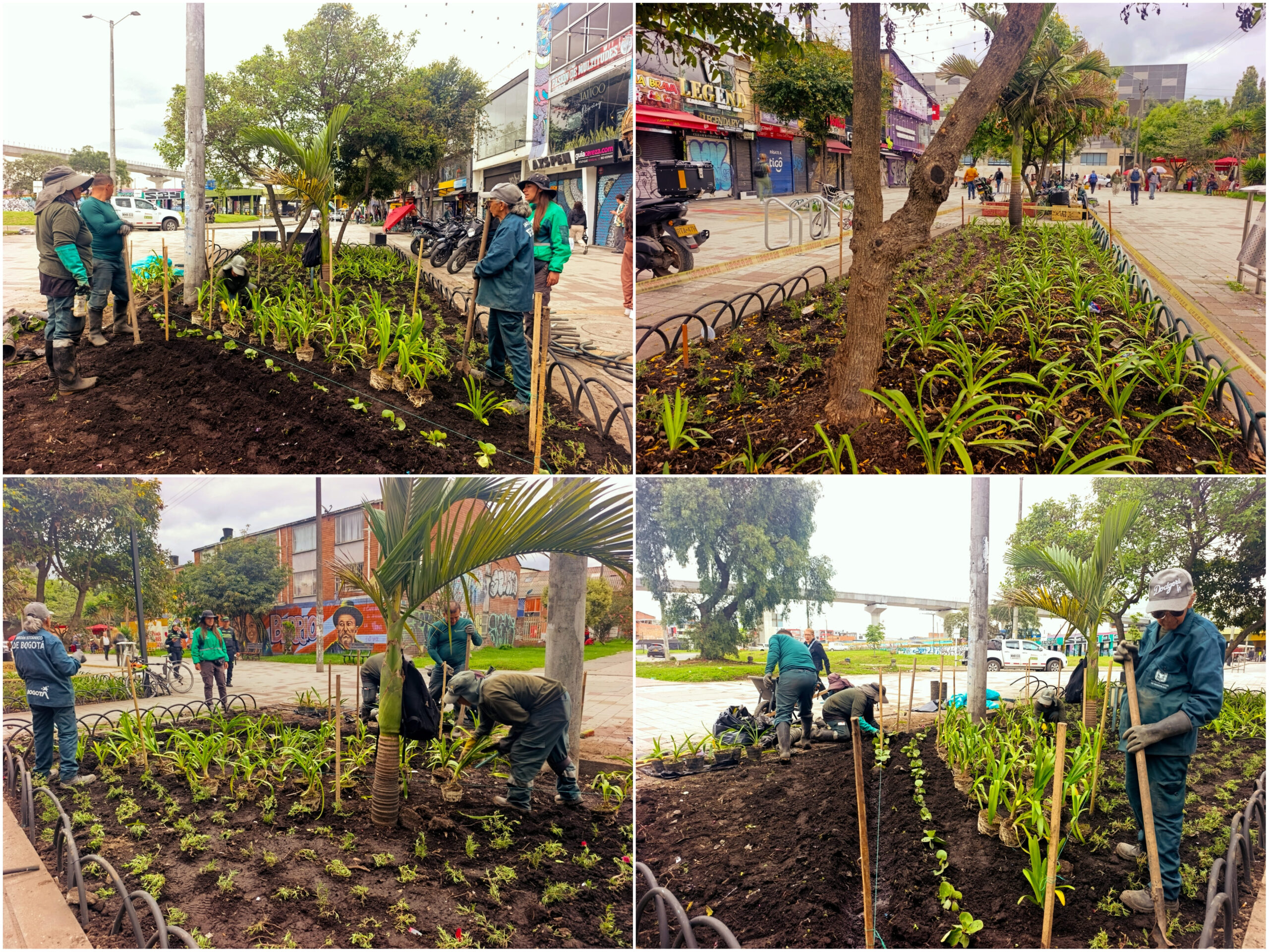 Historias del verde urbano: ¡Alianza con el centro comercial Plaza de las Américas arrojó su primer fruto jardinero! Historias del verde urbano: ¡Alianza con el centro comercial Plaza de las Américas arrojó su primer fruto jardinero!