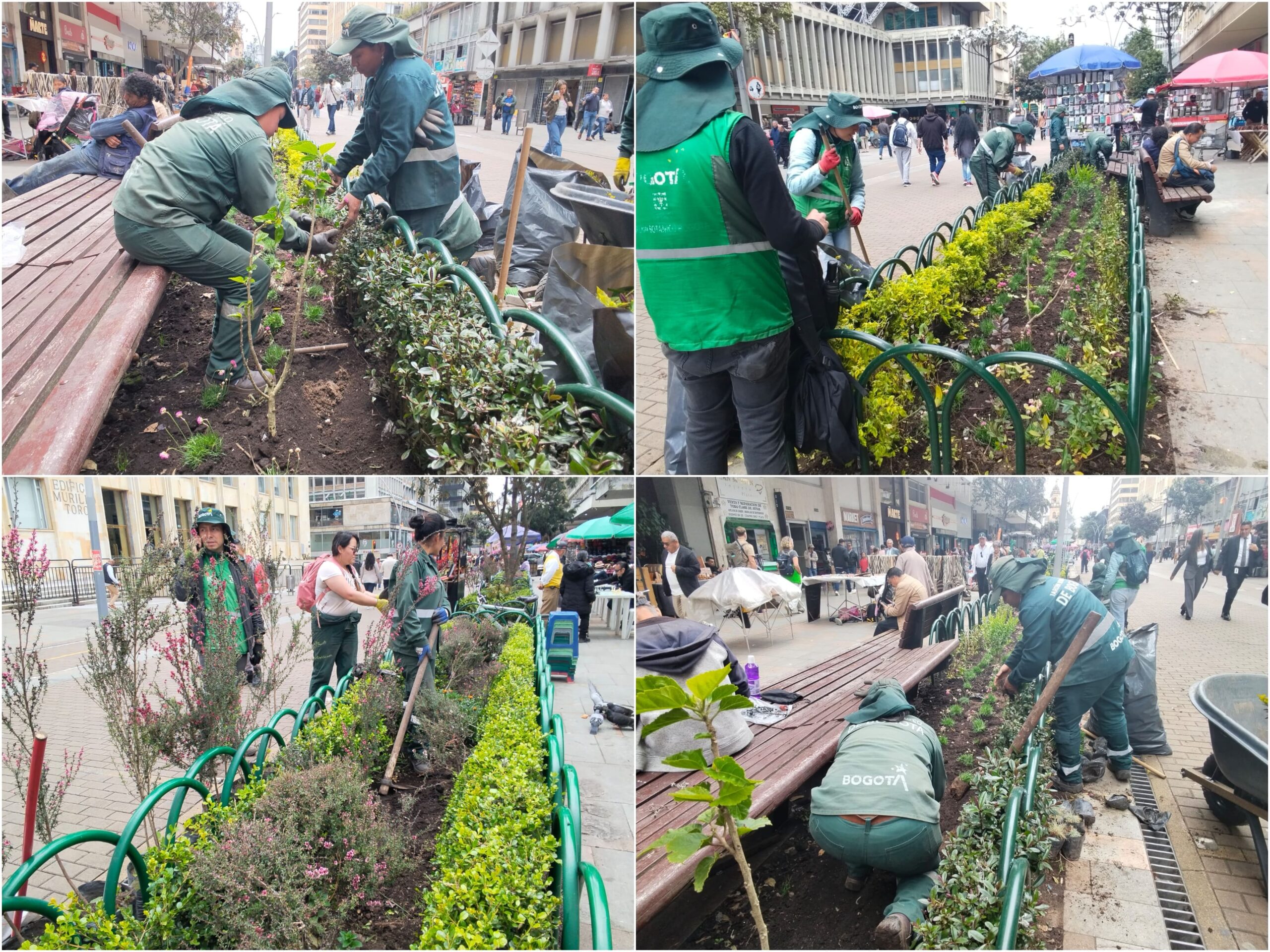 Historias del verde urbano: Las jardineras de la carrera Séptima peatonalizada reviven con nuevas plantas y cerramientos Historias del verde urbano: Las jardineras de la carrera Séptima peatonalizada reviven con nuevas plantas y cerramientos