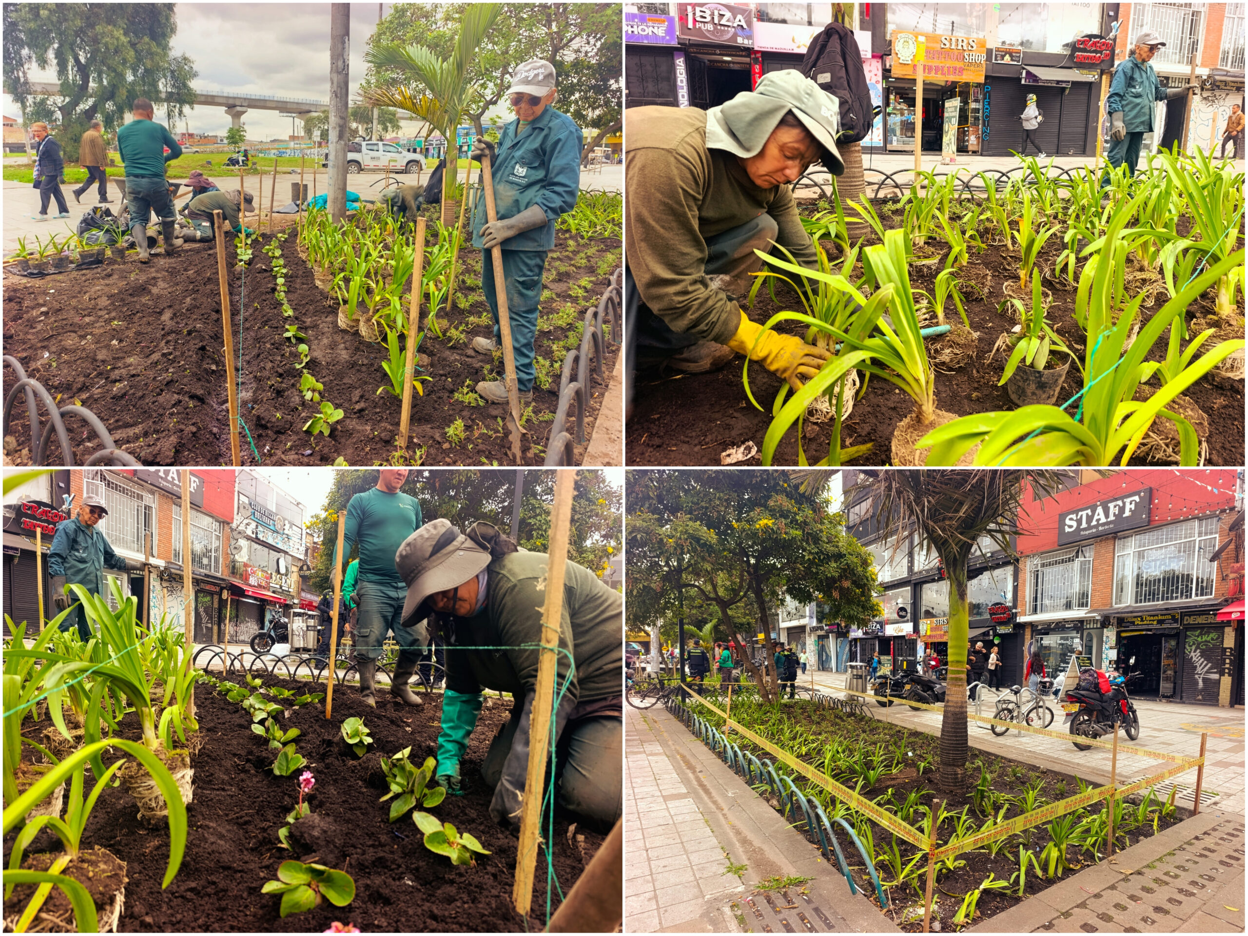 Historias del verde urbano: ¡Alianza con el centro comercial Plaza de las Américas arrojó su primer fruto jardinero! Historias del verde urbano: ¡Alianza con el centro comercial Plaza de las Américas arrojó su primer fruto jardinero!
