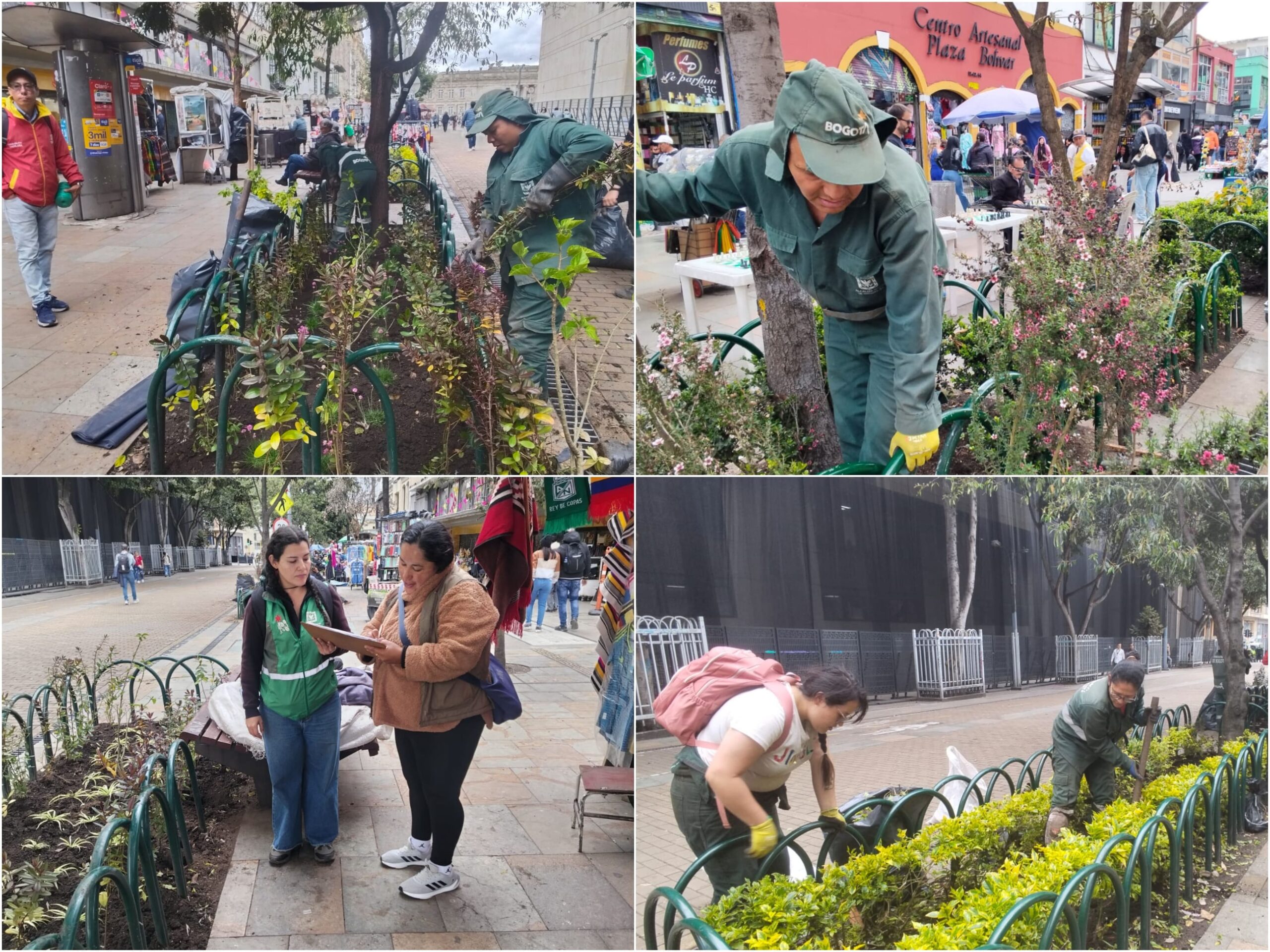 Historias del verde urbano: Las jardineras de la carrera Séptima peatonalizada reviven con nuevas plantas y cerramientos Historias del verde urbano: Las jardineras de la carrera Séptima peatonalizada reviven con nuevas plantas y cerramientos