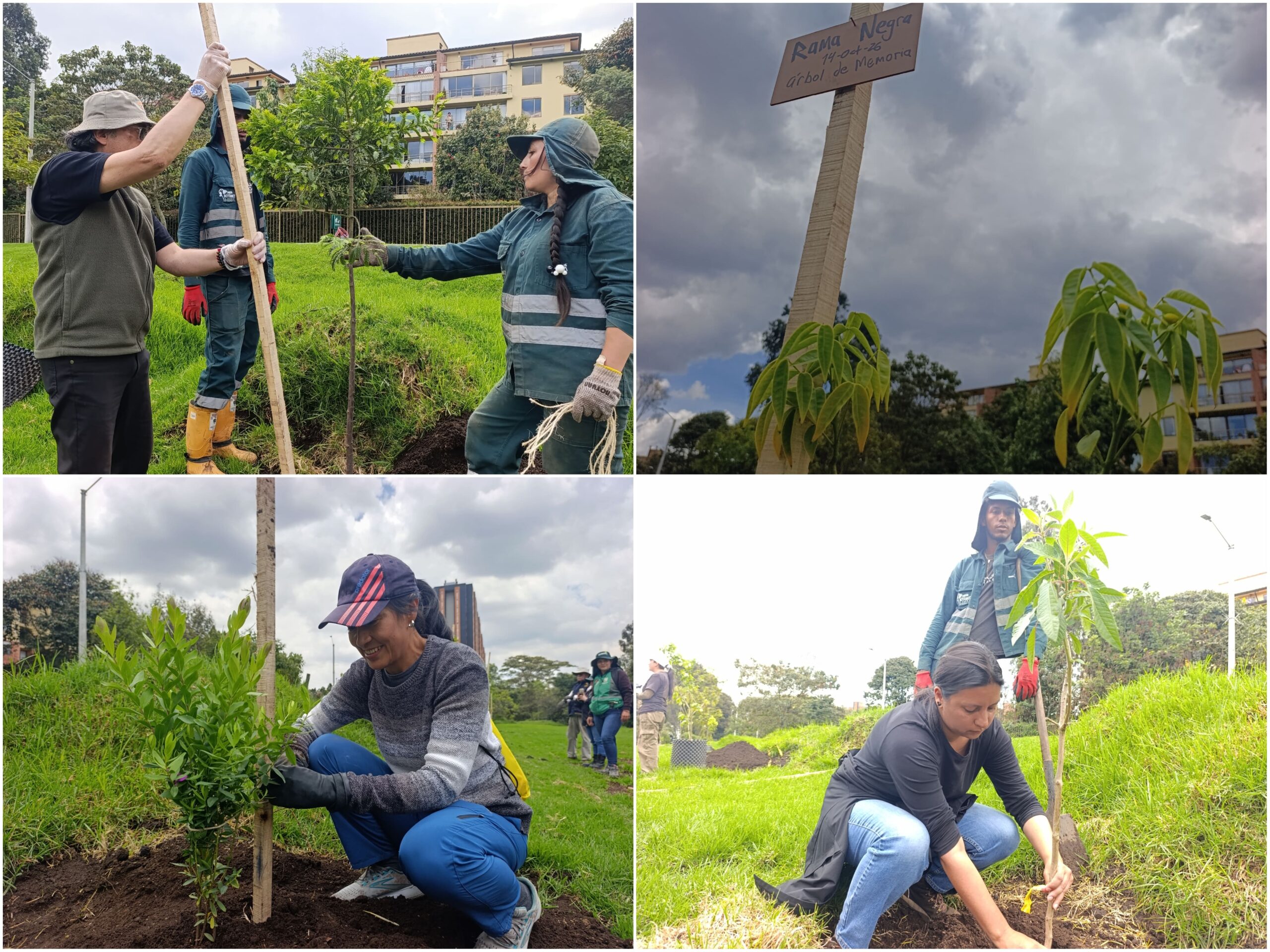 Historias del verde urbano: Canal Boyacá fortaleció su gran tesoro verde: el arbolado Historias del verde urbano: Canal Boyacá fortaleció su gran tesoro verde: el arbolado