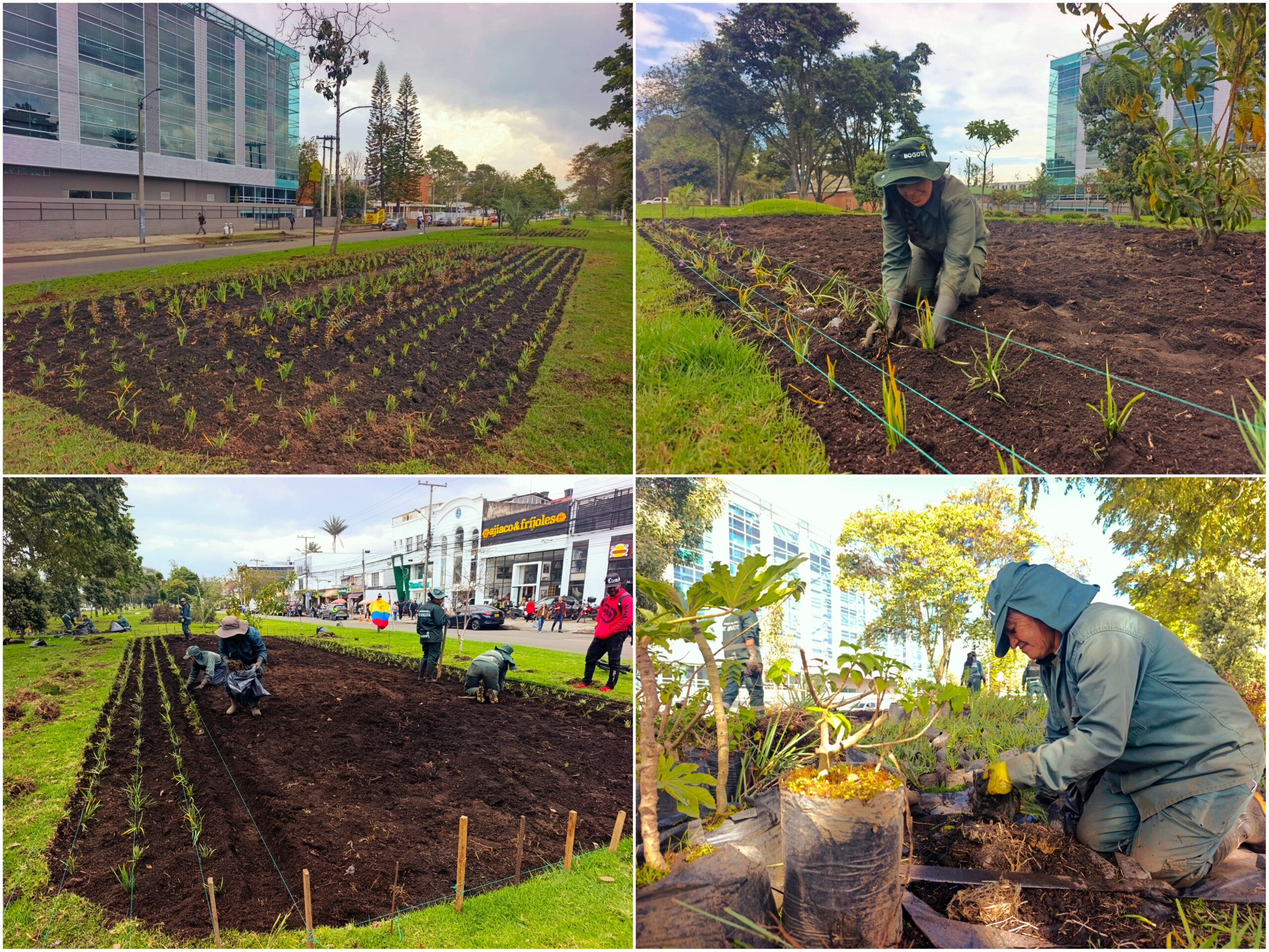 Historias del verde urbano: ¡Renovación jardinera en La Esmeralda! Historias del verde urbano: ¡Renovación jardinera en La Esmeralda!