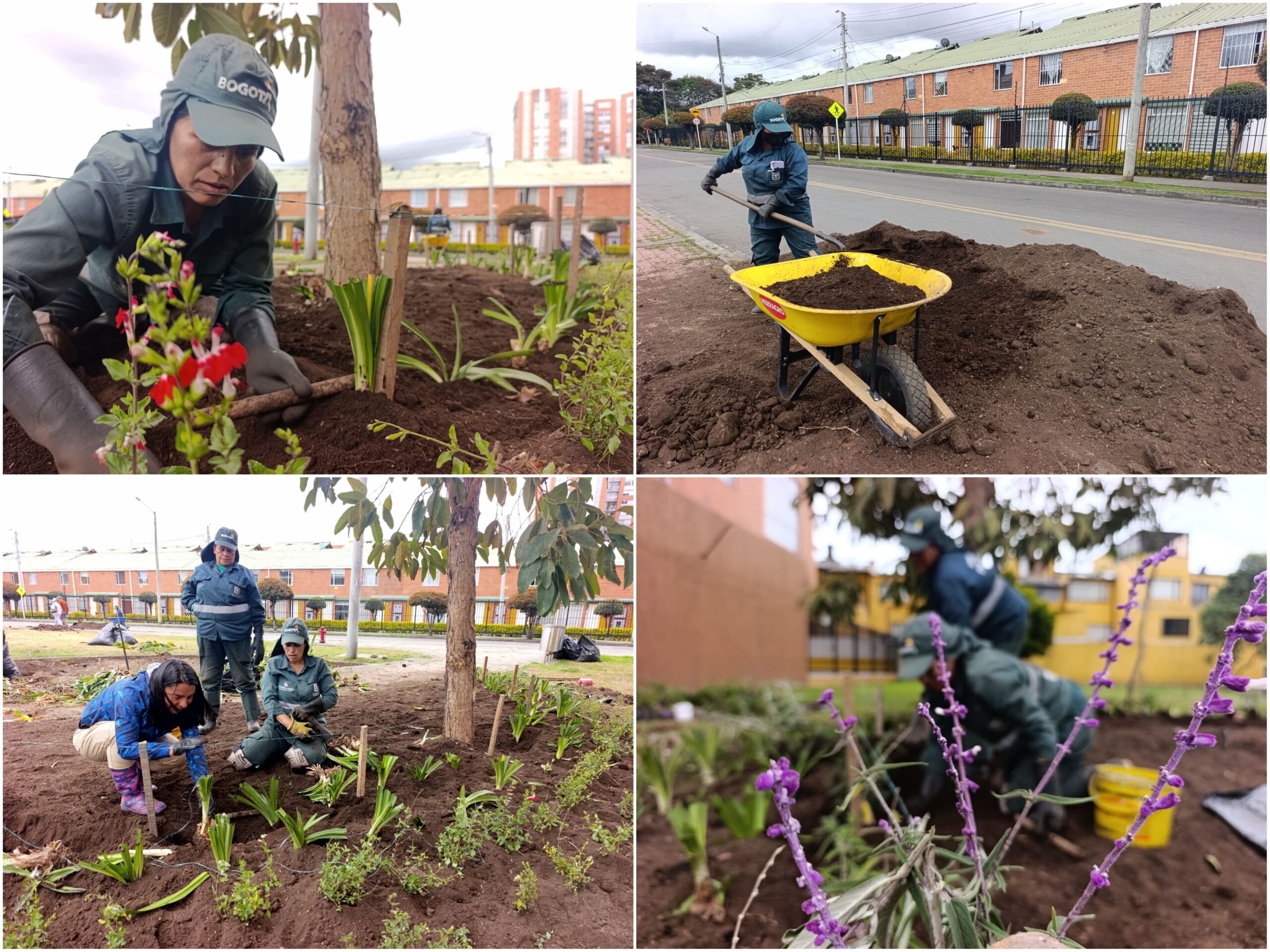 Historias del verde urbano: ¡Nace un nuevo hogar para las abejas, mariposas y otros polinizadores en Suba! Historias del verde urbano: ¡Nace un nuevo hogar para las abejas, mariposas y otros polinizadores en Suba!