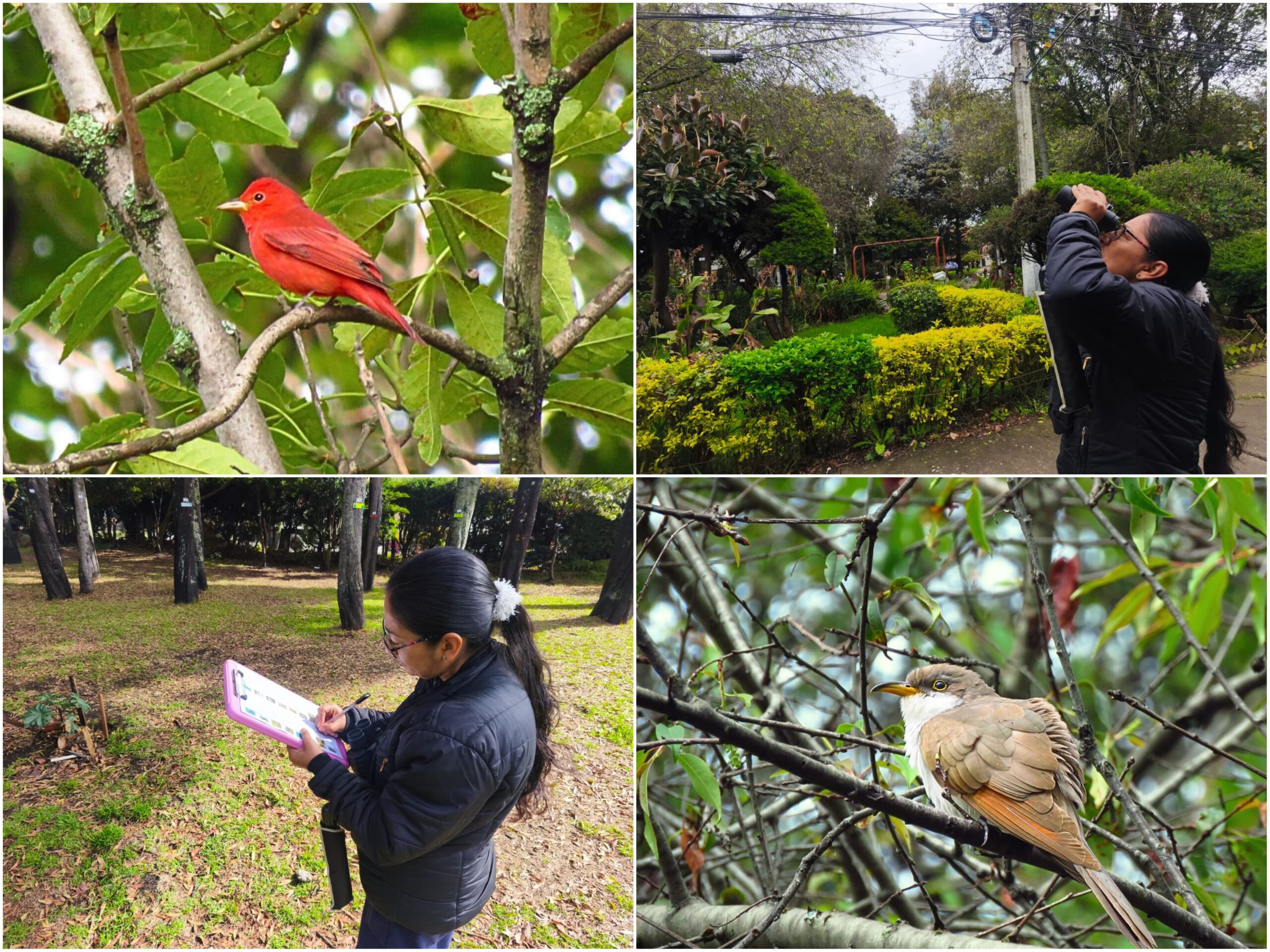 Historias del verde urbano: ¡Pajareadas en seis bosques urbanos de Bogotá durante el October Big Day! Historias del verde urbano: ¡Pajareadas en seis bosques urbanos de Bogotá durante el October Big Day!