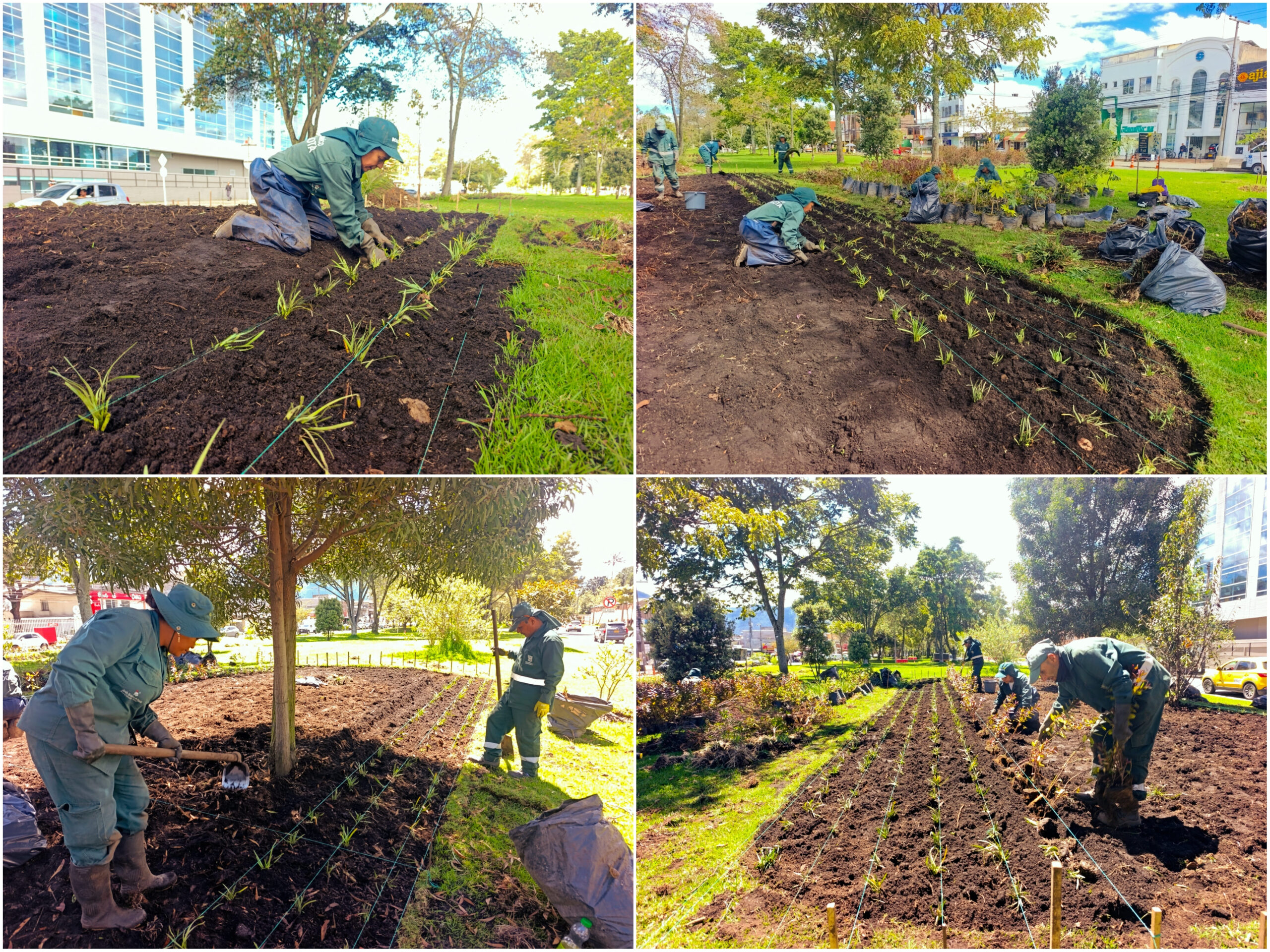 Historias del verde urbano: ¡Renovación jardinera en La Esmeralda! Historias del verde urbano: ¡Renovación jardinera en La Esmeralda!