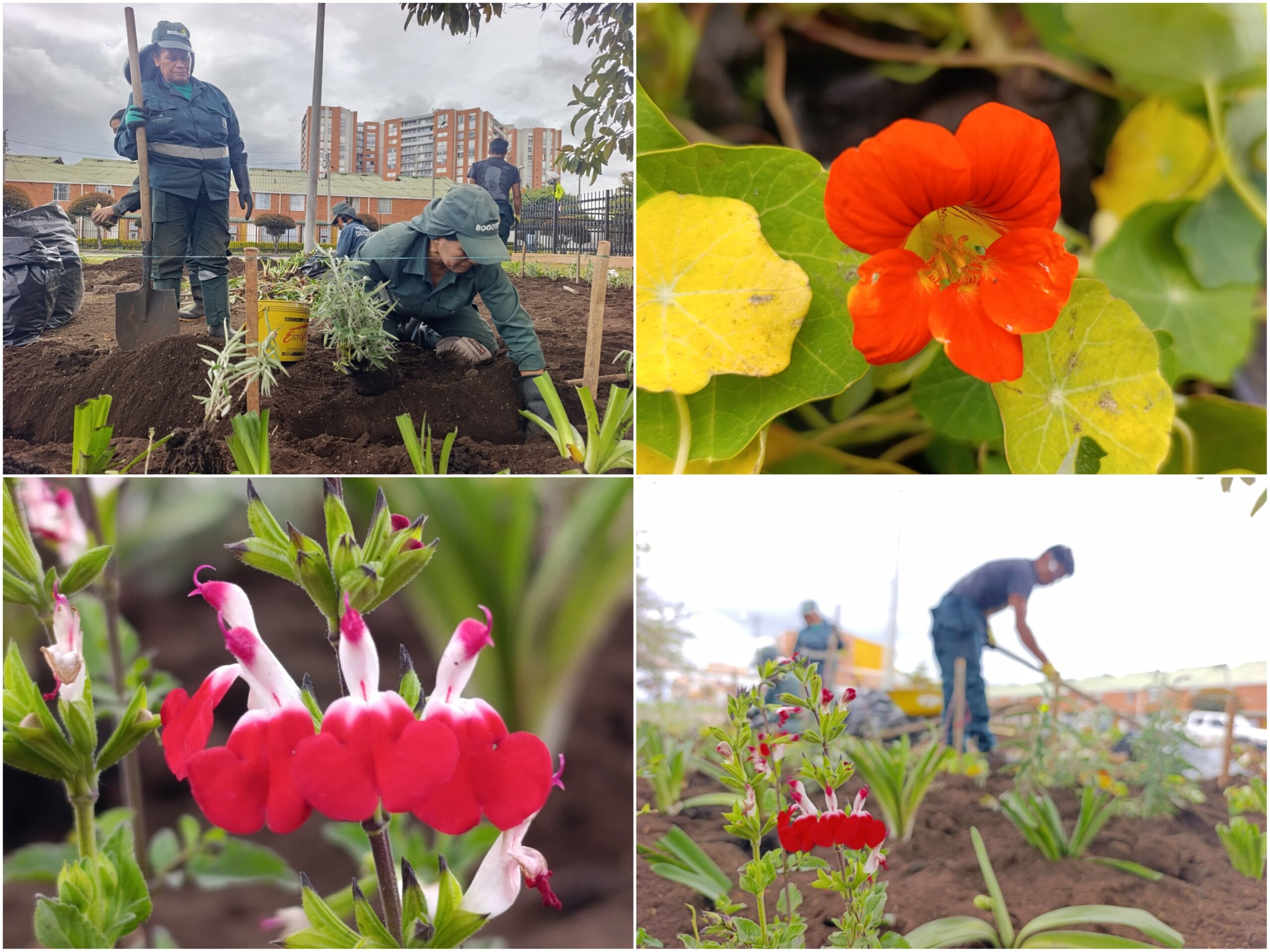 Historias del verde urbano: ¡Nace un nuevo hogar para las abejas, mariposas y otros polinizadores en Suba! Historias del verde urbano: ¡Nace un nuevo hogar para las abejas, mariposas y otros polinizadores en Suba!