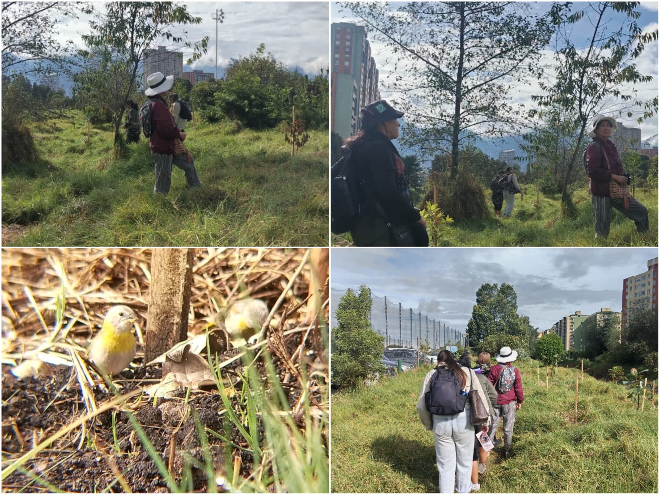 Historias del verde urbano: ¡Pajareadas en seis bosques urbanos de Bogotá durante el October Big Day! Historias del verde urbano: ¡Pajareadas en seis bosques urbanos de Bogotá durante el October Big Day!