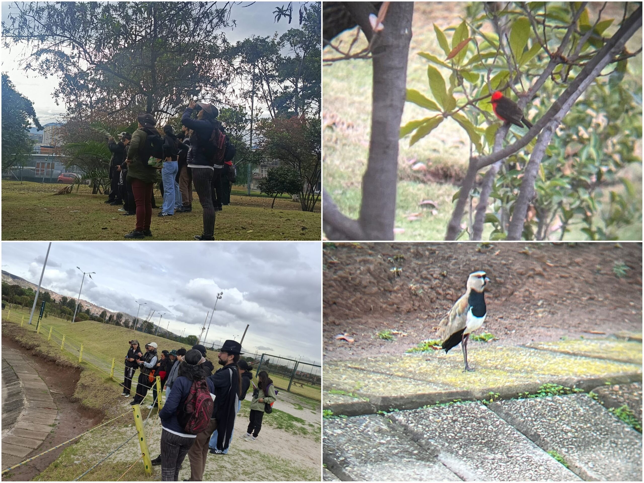 Historias del verde urbano: ¡Pajareadas en seis bosques urbanos de Bogotá durante el October Big Day! Historias del verde urbano: ¡Pajareadas en seis bosques urbanos de Bogotá durante el October Big Day!