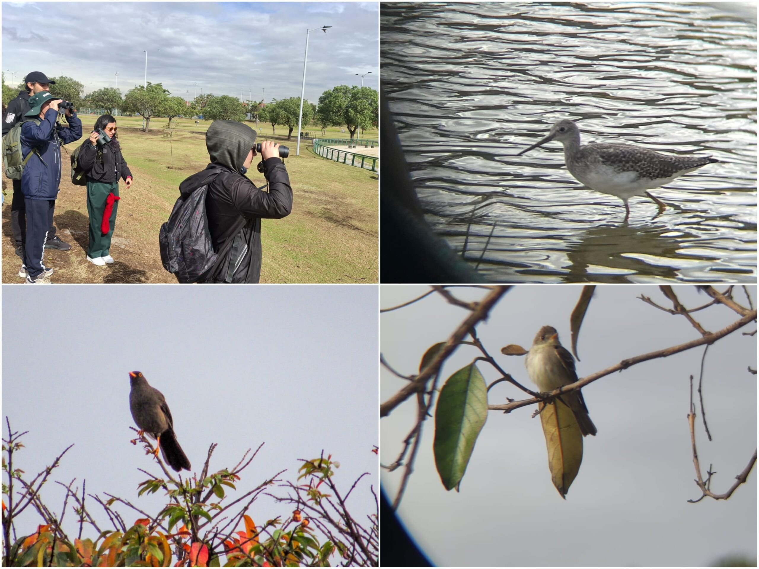 Historias del verde urbano: ¡Pajareadas en seis bosques urbanos de Bogotá durante el October Big Day! Historias del verde urbano: ¡Pajareadas en seis bosques urbanos de Bogotá durante el October Big Day!