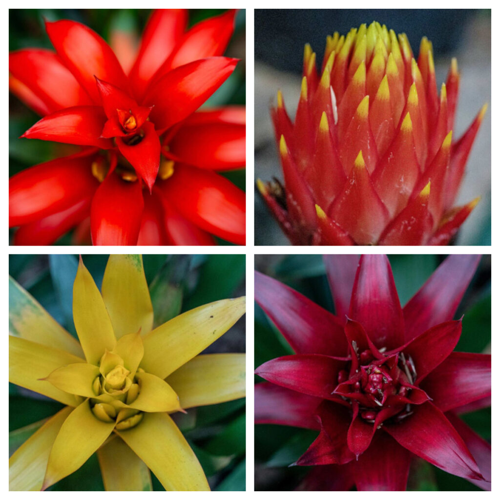 Llega una nueva edición de la fascinante exposición de Bromelias Descubra un mundo escondido en el Jardín Botánico de Bogotá