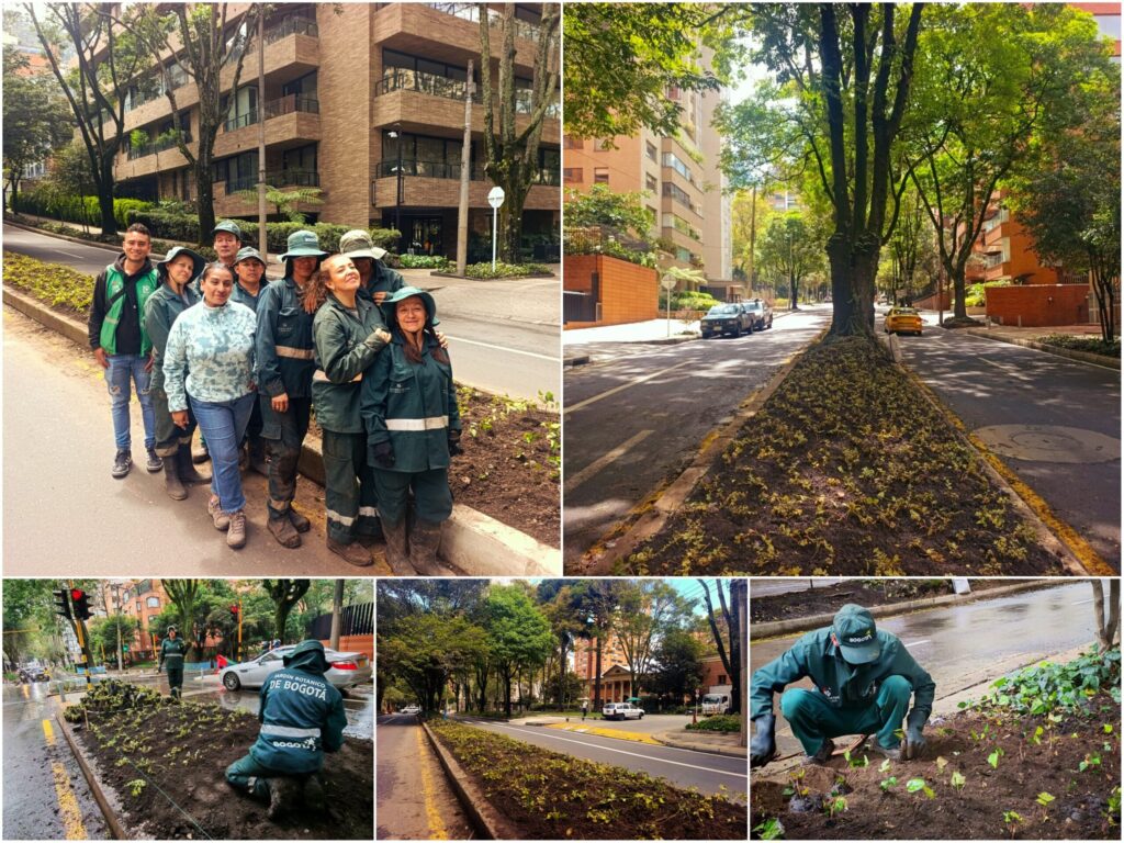 Historias del verde urbano: ¡Un nuevo verde embelleció el separador de la calle 85!