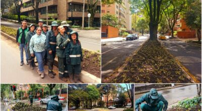 Historias del verde urbano: ¡Un nuevo verde embelleció el separador de la calle 85!