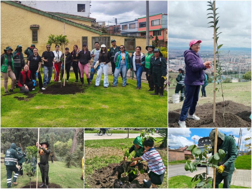Historias del verde urbano: ¡Nueve localidades de Bogotá aumentaron su vestido arbóreo”