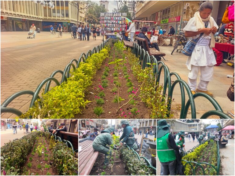 Historias del verde urbano: Las jardineras de la carrera Séptima peatonalizada reviven con nuevas plantas y cerramientos