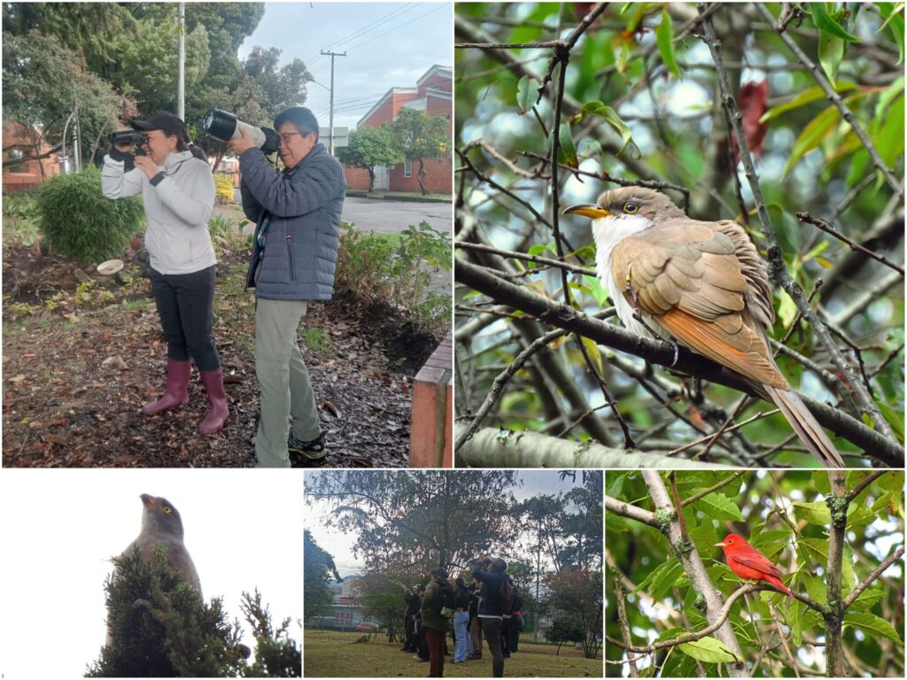 Historias del verde urbano: ¡Pajareadas en seis bosques urbanos de Bogotá durante el October Big Day!