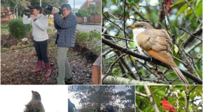 Historias del verde urbano: ¡Pajareadas en seis bosques urbanos de Bogotá durante el October Big Day!