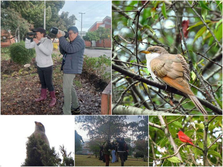 Historias del verde urbano: ¡Pajareadas en seis bosques urbanos de Bogotá durante el October Big Day!