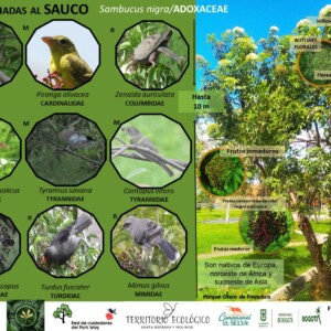 Autor: Angela María Montoya Quiroga;Diego Almonacid
Año: 2023 Aves asociadas al Sambucus nigra