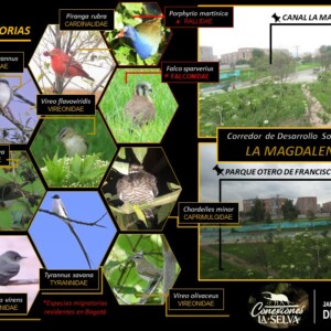Autor: Angela María Montoya Quiroga;Diego Almonacid
Año: 2023 Aves migratorias del Corredor La Magdalena