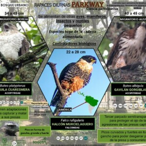 Autor: Abelardo Rodriguez; Consuelo Sanchéz;Gustavo Bernal
Año: 2023 Aves rapaces del Parkway
