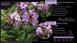 Autor: Angela María Montoya Quiroga
Año:. 2020 Apis mellifera-Hebe especiosa