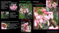 Autor: Angela María Montoya Quiroga
Año: 2021 Apis mellifera-Escallonia rubra