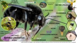 Autor: Angela María Montoya Quiroga
Año: 2022 Bombus pauloensis