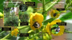 Autor: Angela María Montoya Quiroga; Jaime Ramirez, Oswaldo Pinzón
Año: 2022 Thygater aethiops-Senna multiglandulosa