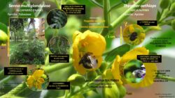 Autor: Angela María Montoya Quiroga; Jaime Ramirez, Oswaldo Pinzón
Año: 2022 Thygater aethiops-Senna multiglandulosa