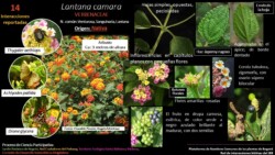Autores: Angela María Montoya Quiroga; Jaime Ramirez, Consuelo Sanchéz
Año: 2022 Lantana camara