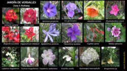 Autor: Angela María Montoya Quiroga
Año: 2021 Jardines de Versalles