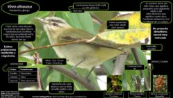 Autor: Angela María Montoya Quiroga; Consuelo Sanchéz
Año: 2020 Vireo olivaceus