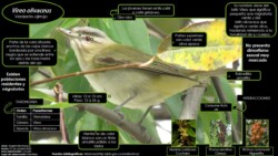 Autor: Angela María Montoya Quiroga; Consuelo Sanchéz
Año: 2020 Vireo olivaceus