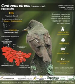 Autor: Angela María Montoya Quiroga
Año: 2024 Contopus virens