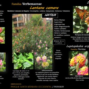 Autor: Angela María Montoya Quiroga; Jaime Ramiréz; Oswaldo Pinzón
Año: 2023 Interacciones Lantana camara