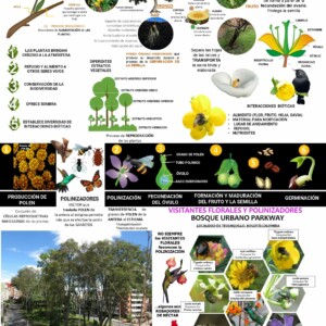 Autor: Angela María Montoya Quiroga; Consuelo Sanchéz; Maria Mogollón
Año: 2024 Visitantes florales: Bosque Urbano Parkway