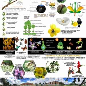 Autor: Angela María Montoya Quiroga;Diego Almonacid
Año: 2024 Visitantes florales: Corredor La Magdalena